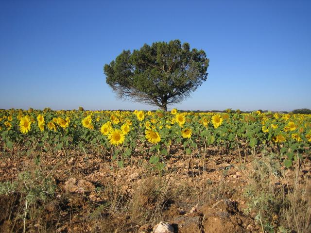 Camino del Torren