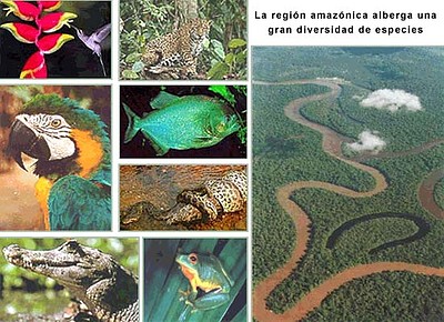 ozono21 biodiversidad