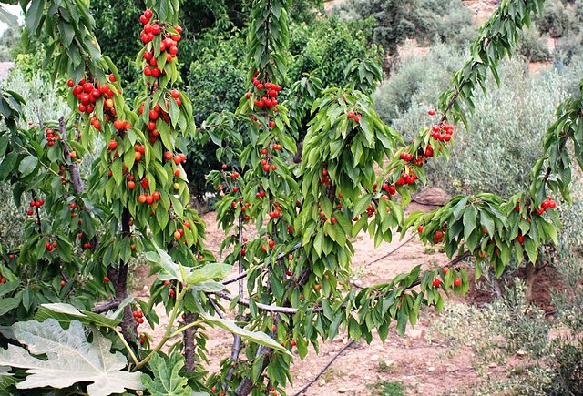 cerzo huerta chiclanero