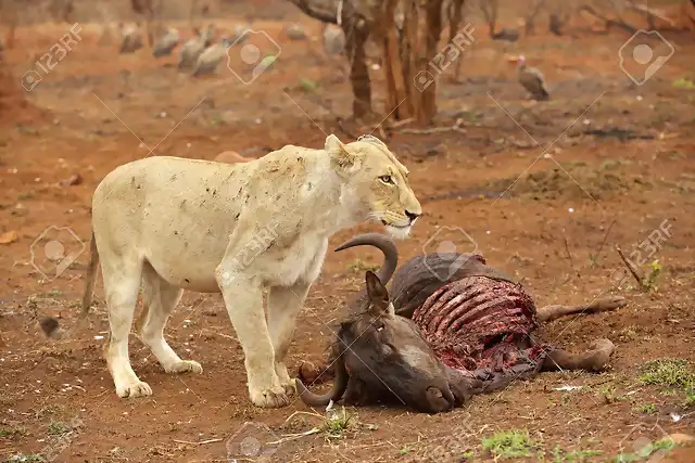 19382135-Una-leona-con-cicatrices-de-batalla-guarda-una-matanza-us-en-el-Parque-Nacional-Kruger-Sud-frica-Foto-de-archivo