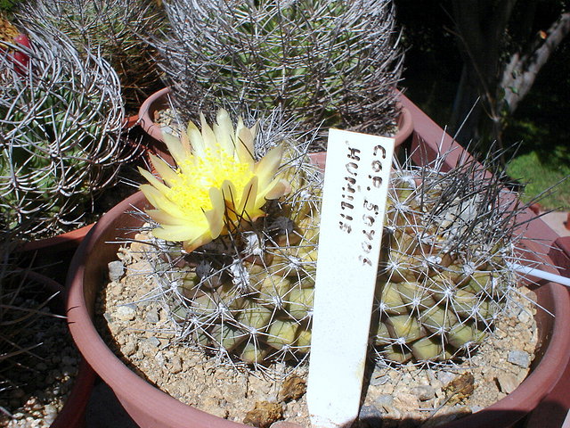 Copiapoa humilis