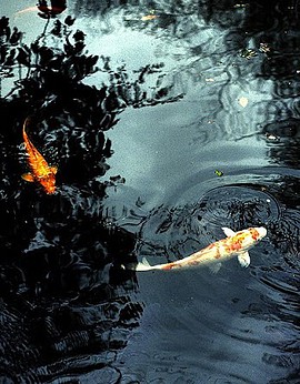 Koi by Mahir Ozkan