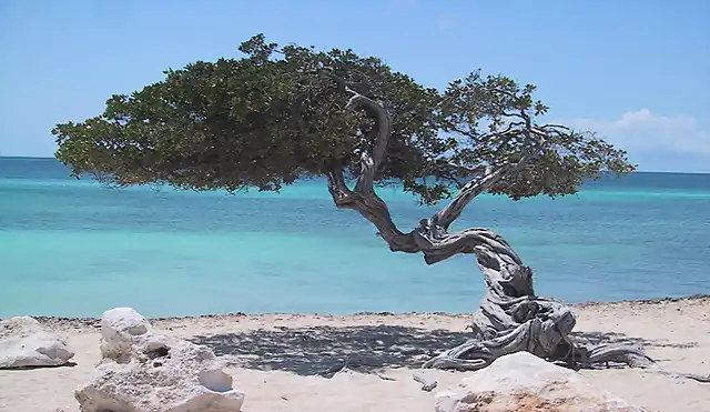 Eagle-Beach-arbol-divi