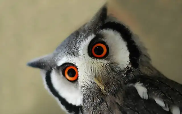 red-eyes-owl-wallpaper