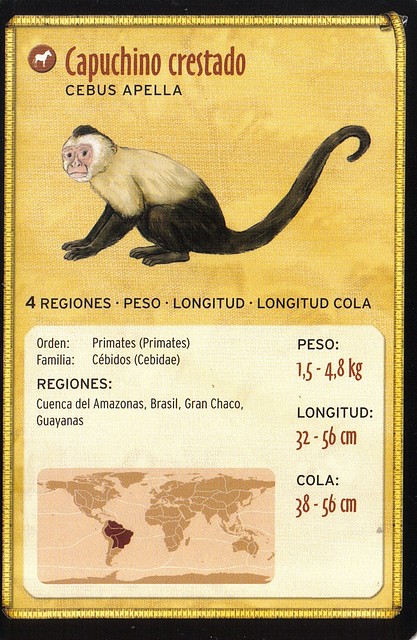 capuchino crestado