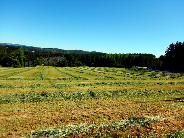 DSCN2339
