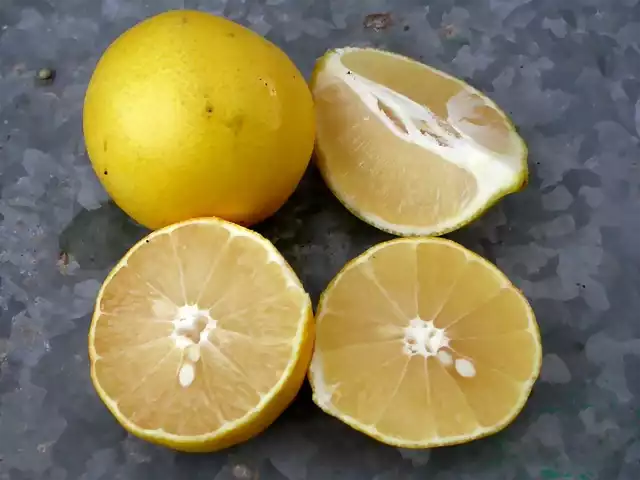 Lima palestina (Citrus limettioides)