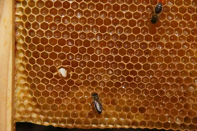 abejas 018