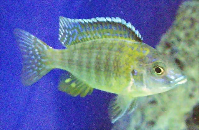 Aulonocara hansbaenschi 1 Aulonocara hansbaenschi 1
