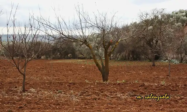 06, la tierra preparada 2, marca