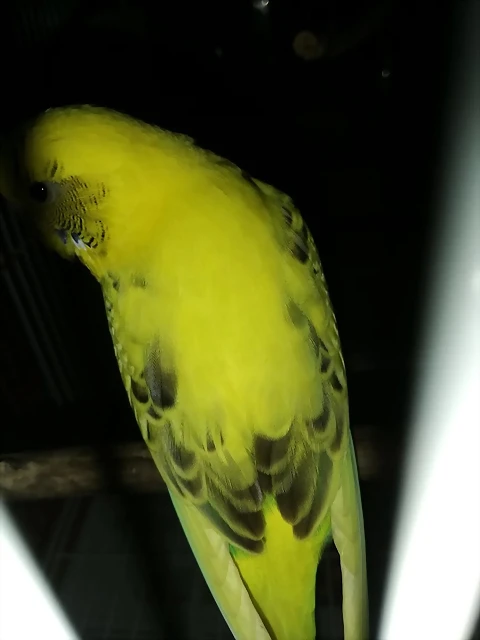 IMG-20190429-WA0005 IMG-20190429-WA0005