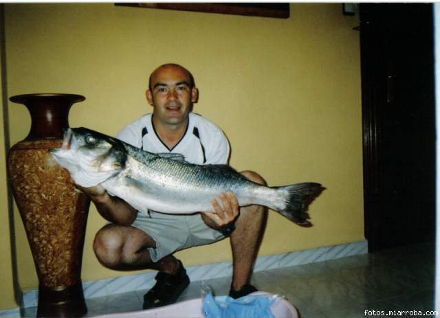 lubina de 6 k con sardina en la playa de rodiles