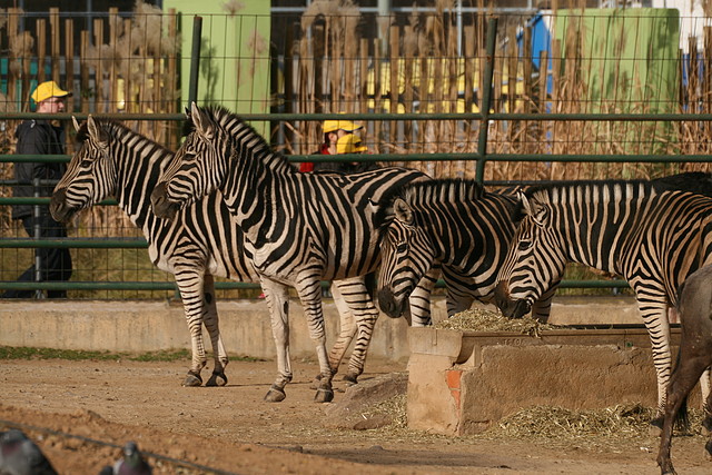 Zoo de Barcelona 18-12-2010 404 Zoo de Barcelona 18-12-2010 404