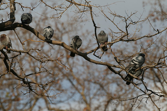 Zoo de Barcelona 18-12-2010 289 Zoo de Barcelona 18-12-2010 289