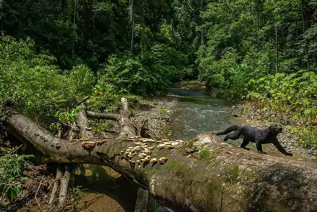 selva de Costa Rica