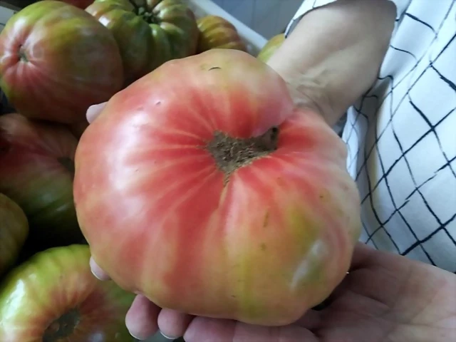 Tomate frente