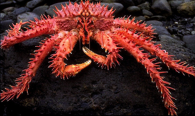 Centolla, Ushuaia, Tierra del Fuego, Patagonia