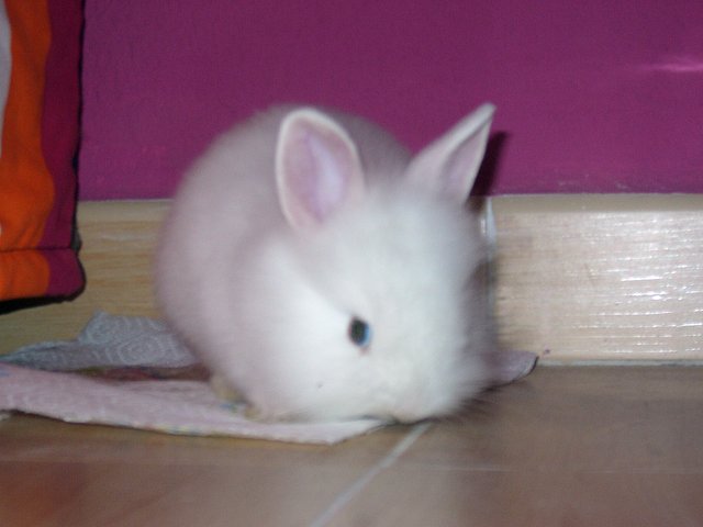 Nina Nina