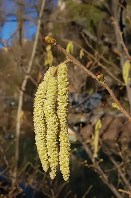 Corylus hispanica