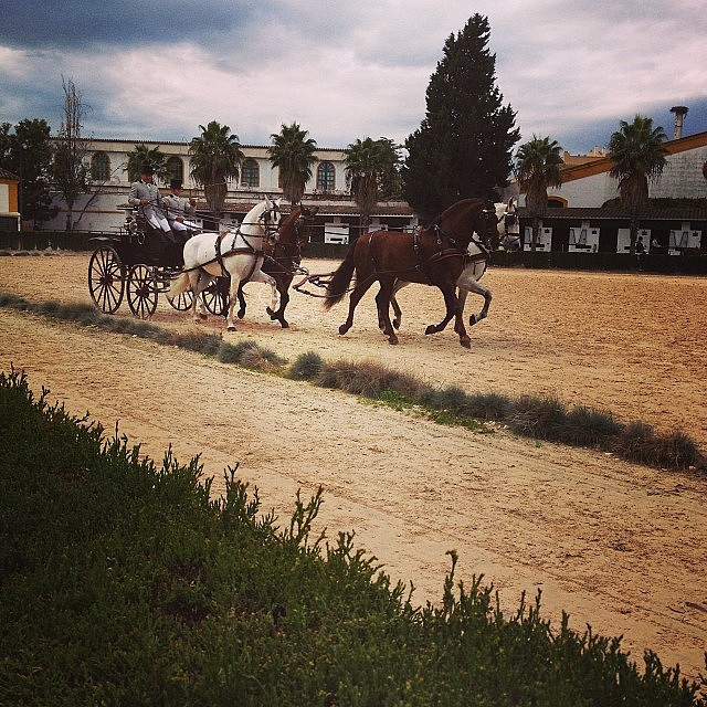 Hugo 28-11-2013 caballos andaluces Hugo 28-11-2013 caballos andaluces