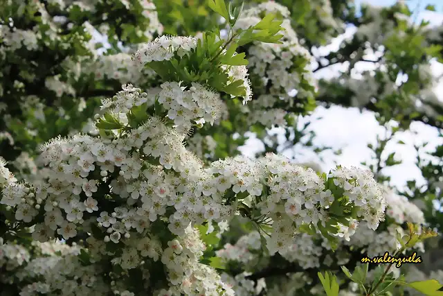 09, flor del espino, marca