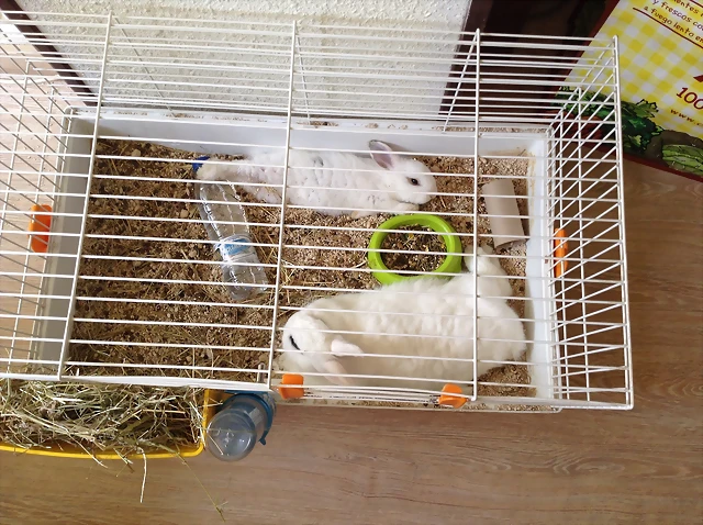 image_2 image_2