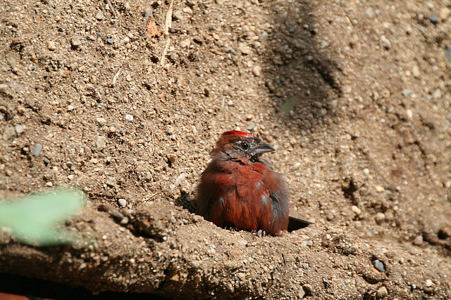 Zoo de Barcelona 08-09-2010 073 Zoo de Barcelona 08-09-2010 073