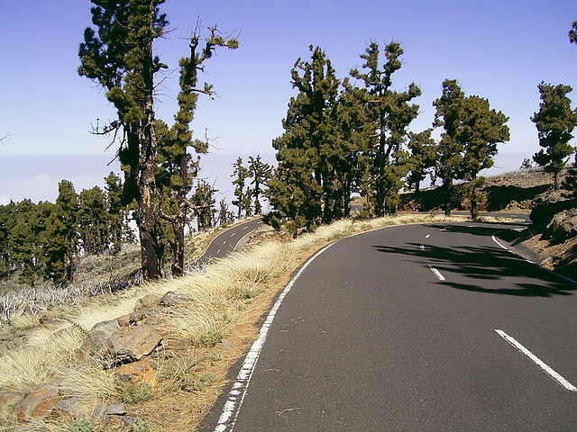 Pinus_canariensis_(Roque_de_Los_Muchachos)_05_ies