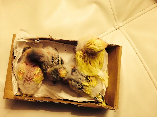 Pollos Caja 5 Pollos Caja 5