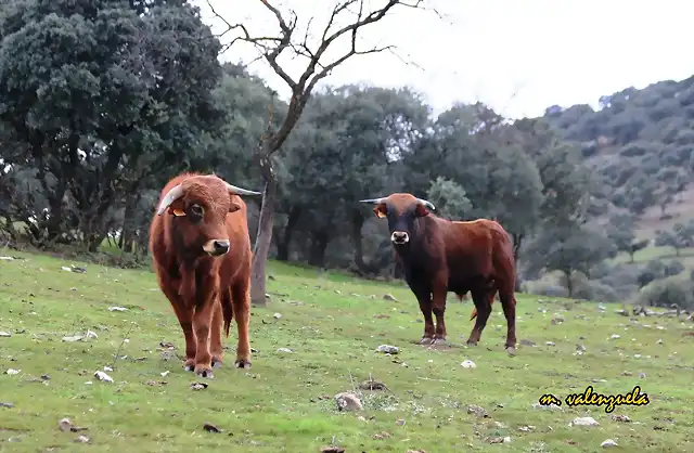 08, becerros en la Parrilla, marca