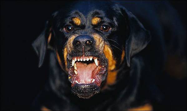 Rottweiler