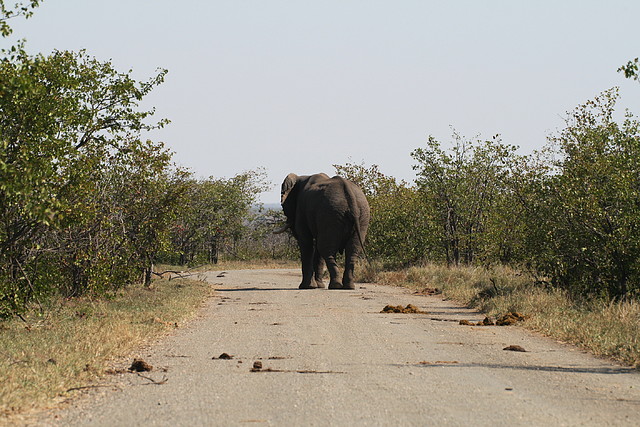 Kruger National Park 28-31 mayo 2009 573 Kruger National Park 28-31 mayo 2009 573