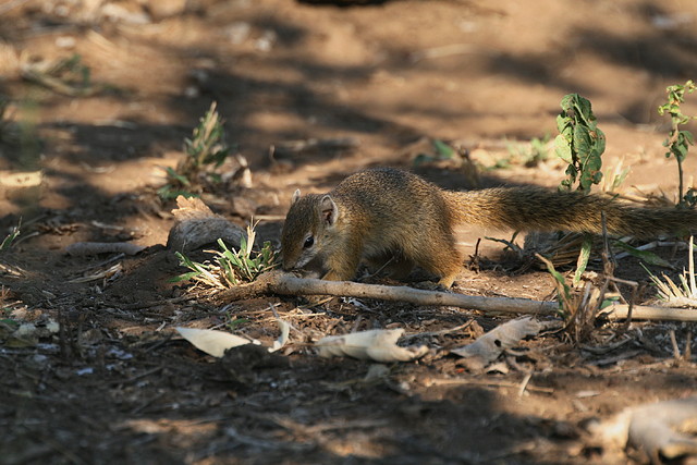 Kruger National Park 28-31 mayo 2009 503 Kruger National Park 28-31 mayo 2009 503