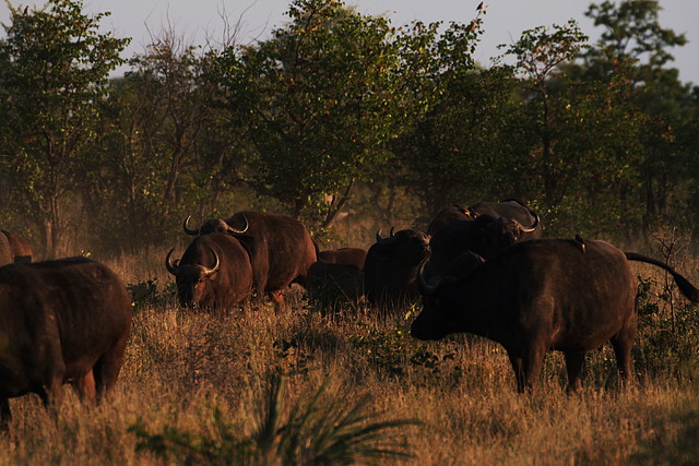 Kruger National Park 28-31 mayo 2009 383 Kruger National Park 28-31 mayo 2009 383