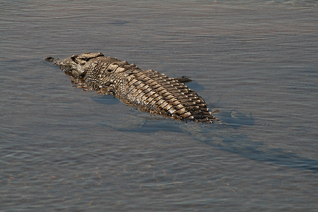 Kruger National Park 28-31 mayo 2009 163 Kruger National Park 28-31 mayo 2009 163