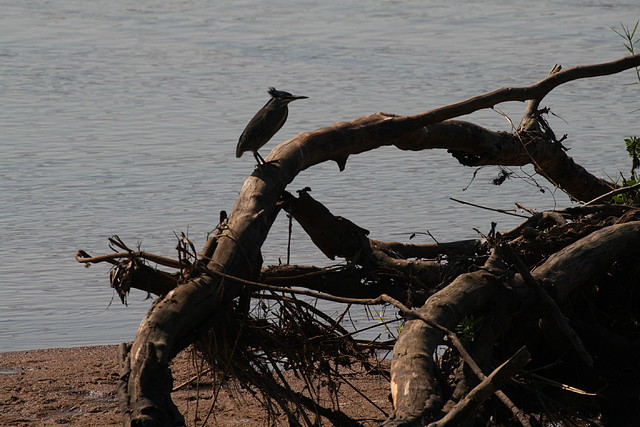 Kruger National Park 28-31 mayo 2009 167 Kruger National Park 28-31 mayo 2009 167