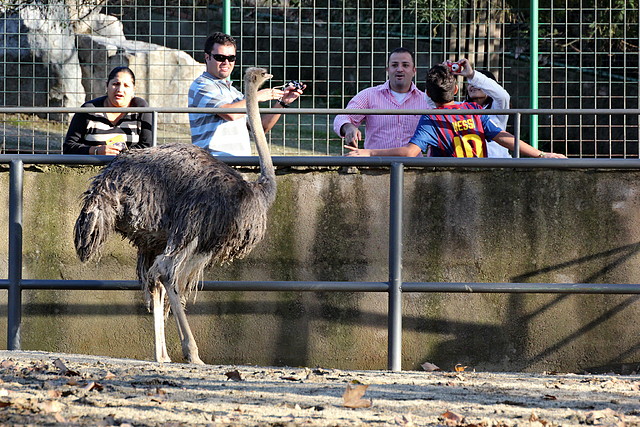 Zoo Barcelona 23-11-11 i 25-11-11 184 Zoo Barcelona 23-11-11 i 25-11-11 184