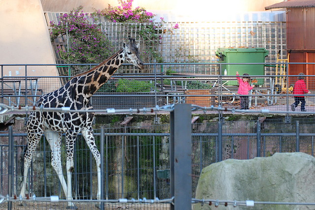 Zoo Barcelona 23-11-11 i 25-11-11 342 Zoo Barcelona 23-11-11 i 25-11-11 342
