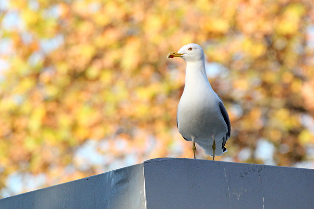 Zoo Barcelona 23-11-11 i 25-11-11 346 Zoo Barcelona 23-11-11 i 25-11-11 346