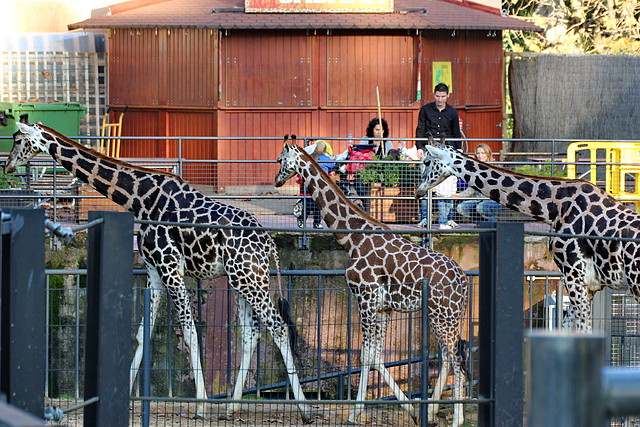 Zoo Barcelona 23-11-11 i 25-11-11 337 Zoo Barcelona 23-11-11 i 25-11-11 337