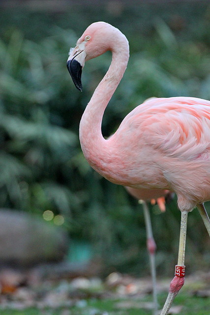 Zoo Barcelona 23-11-11 i 25-11-11 369 Zoo Barcelona 23-11-11 i 25-11-11 369