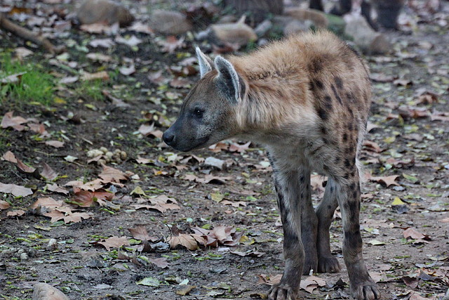 Zoo Barcelona 23-11-11 i 25-11-11 423 Zoo Barcelona 23-11-11 i 25-11-11 423