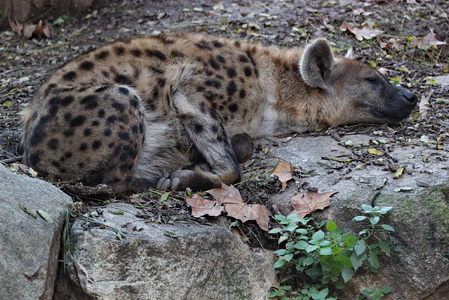 Zoo Barcelona 23-11-11 i 25-11-11 464 Zoo Barcelona 23-11-11 i 25-11-11 464
