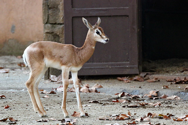 Zoo Barcelona 23-11-11 i 25-11-11 393 Zoo Barcelona 23-11-11 i 25-11-11 393