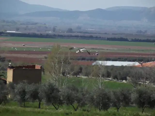 MARZO 2014 RUTA CORTIJOS-PORZUNA-FCBLLERO (65)