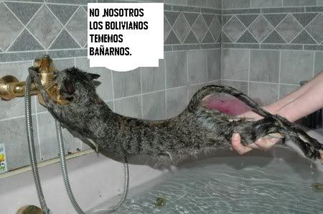 bathcatnonono[1]