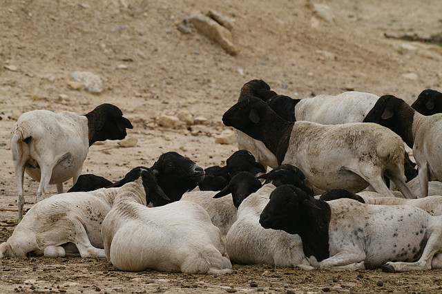 Sigean 02-08-11 399