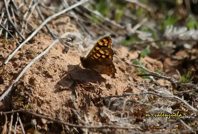 24, mariposa tomando el sol, marca