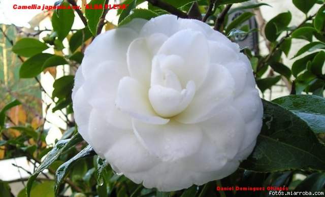 Camellia japonica 'ALBA PLENA'