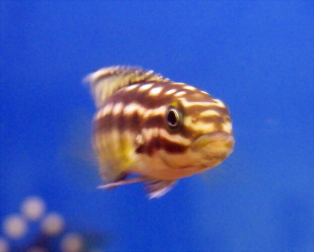 Julidochromis marlieri 1 (22-7-13 DendroAcua) Julidochromis marlieri 1 (22-7-13 DendroAcua)